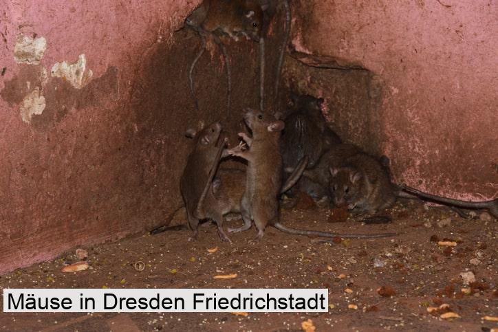 Mäuse in Dresden Friedrichstadt